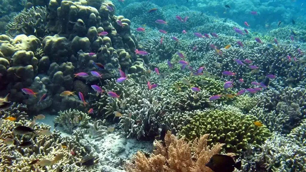 Diving in Menjangan Island, Bali (source: flickr)